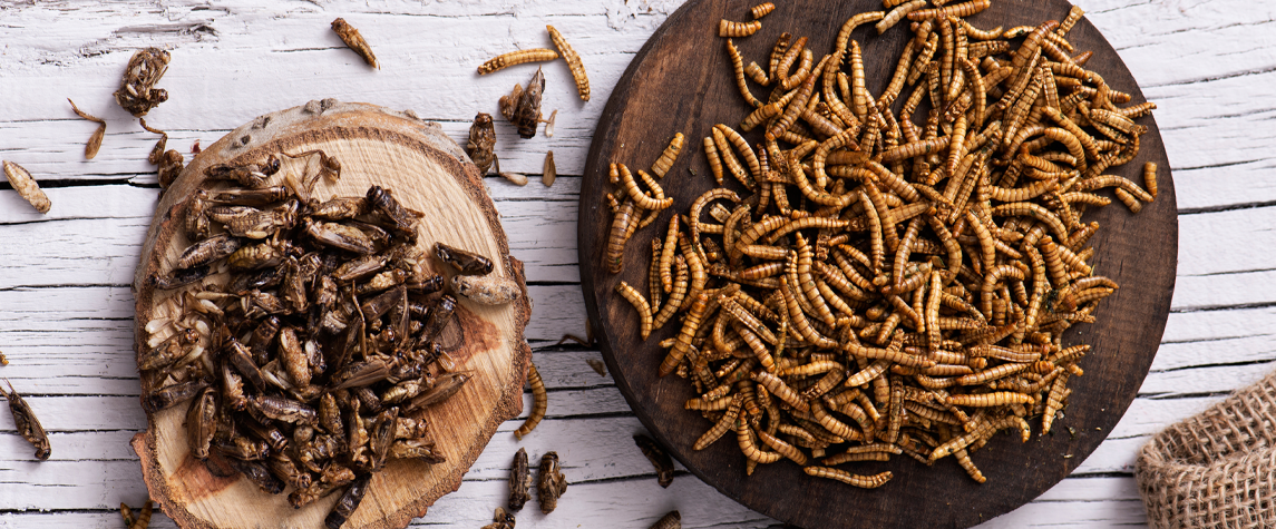 Żywność z robakami