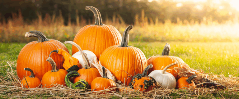 Czy dynia jest zdrowa?