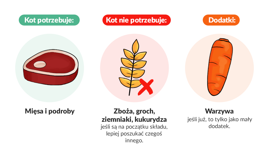 Jak czytać skład karmy dla kota? 6 ważnych wskazówek! 2 najlepsze karmy dla kota