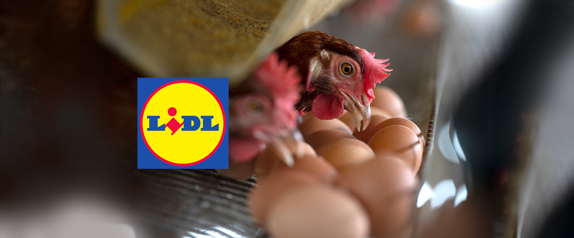 jaja z chowu klatkowego